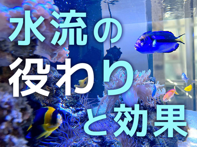 水流の役割と効果の文字入り海水魚水槽の見出し画像