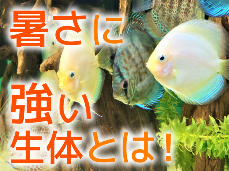 暑さに強い生体とは!の文字と泳ぐディスカスの見出し画像