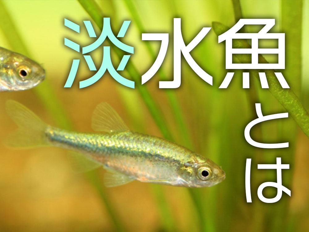 淡水魚とは!分類からアクアリウムで飼育できる淡水魚と飼育ポイントのサムネイル画像