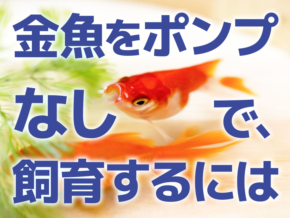金魚をポンプなしで飼育!メリット・デメリットとおすすめしない理由のサムネイル画像
