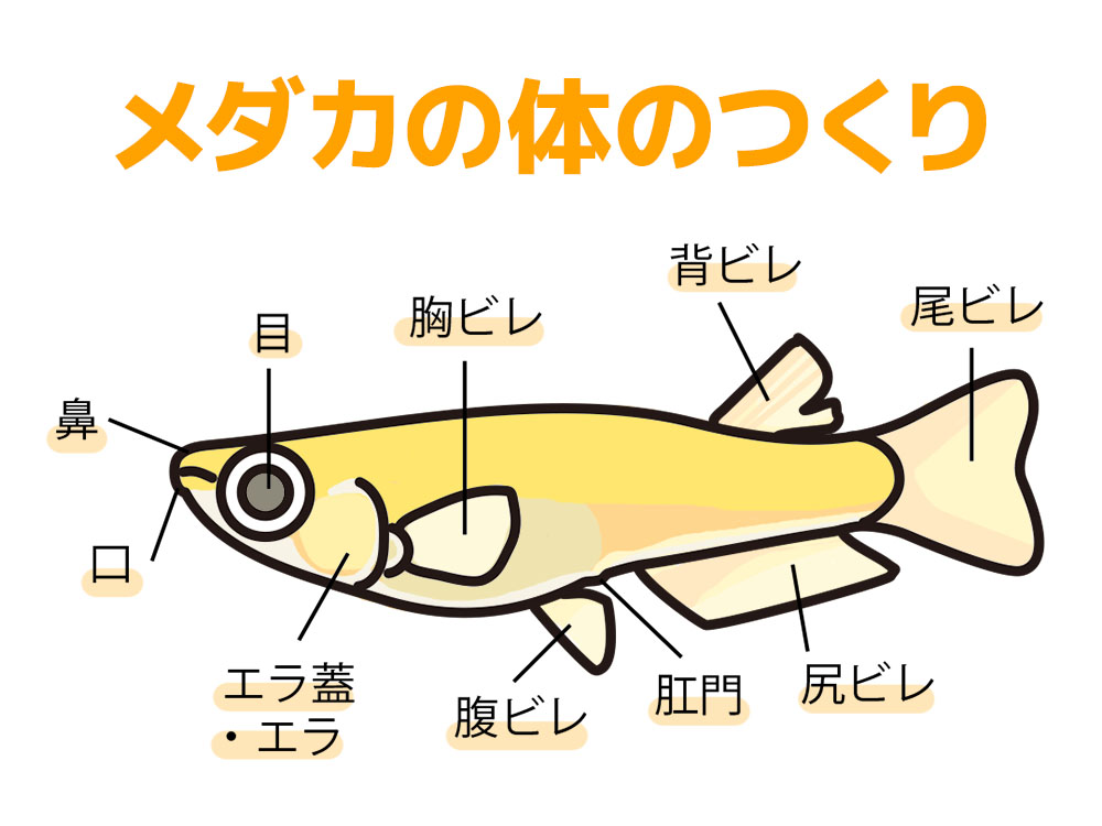 メダカの体のつくりを解説した各部位名称入りのイラスト図解