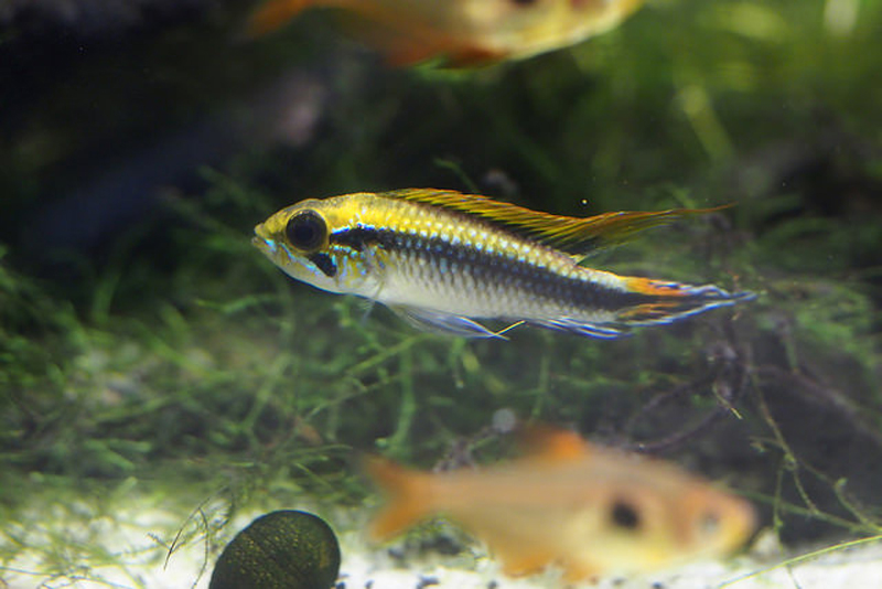 水草水槽を泳ぐアピストグラマの仲間と小型熱帯魚