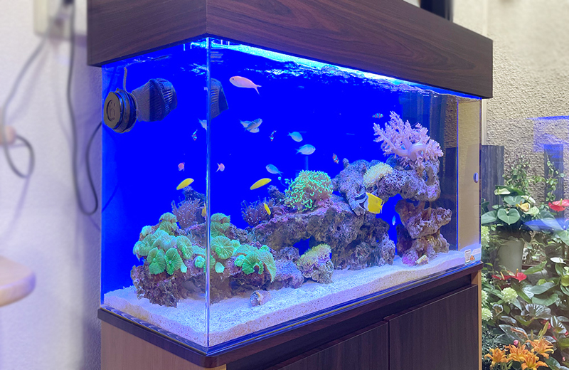 埼玉県秩父郡　病院様　90cmサンゴ水槽　レンタル事例