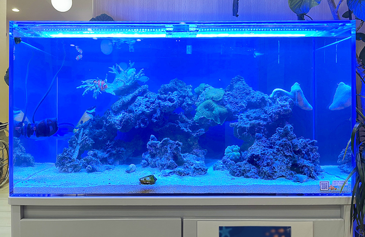 青い照明に照らされた海水魚水槽とライブロックのレイアウト
