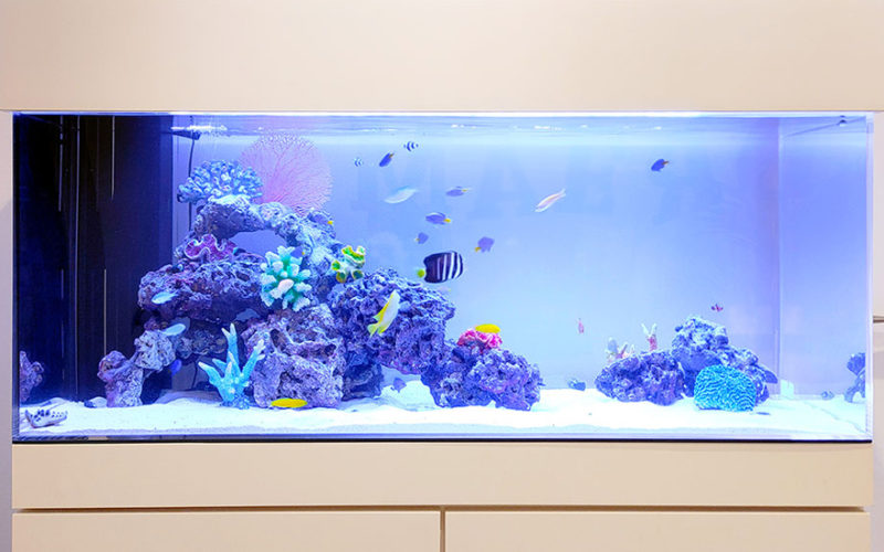 サンゴ岩と熱帯魚が泳ぐ大型海水魚水槽のレイアウト