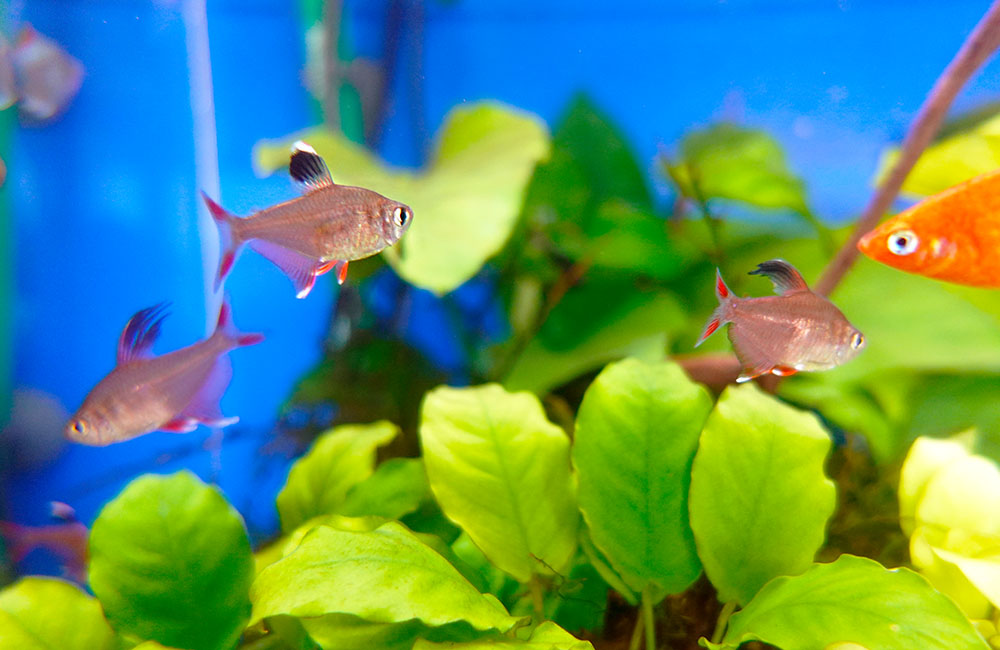 水草の上を泳ぐ小型カラシンとオレンジ色の熱帯魚