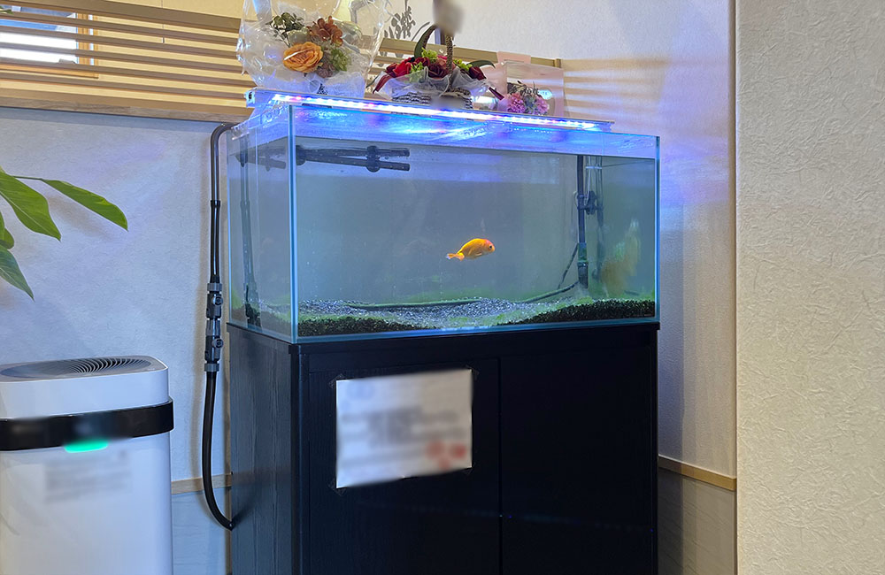黒い水槽台に設置された金魚が泳ぐ屋内水槽