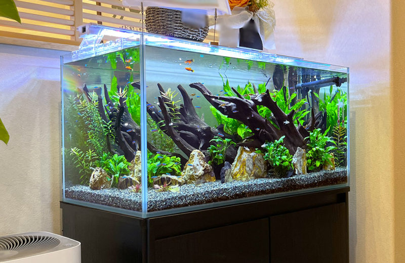 飲食店の90cm水槽を淡水アクアリウムにリニューアル・メンテナンス 水槽画像3