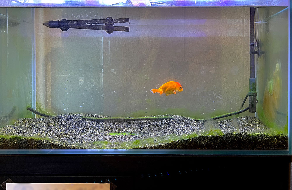 砂利を敷いた水槽内を泳ぐ一匹のオレンジ色の金魚
