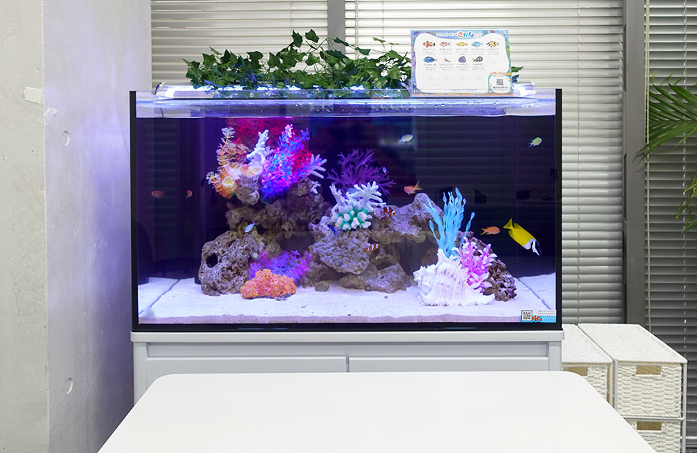 オフィスの海水魚水槽!90cmサイズでミーティングスペースを彩る!