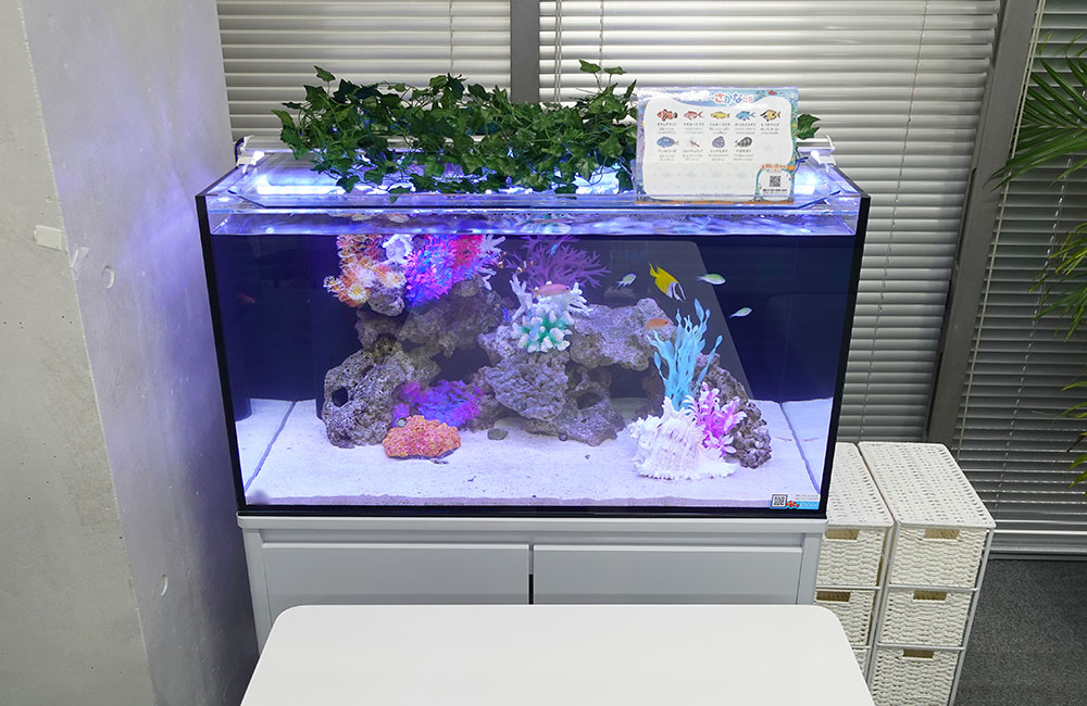 カラフルな人工サンゴと海水魚が泳ぐオフィス設置の水槽