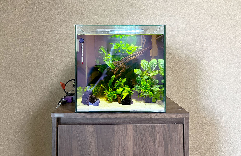 水槽をお引越し!小型淡水魚水槽のスポットメンテナンス事例