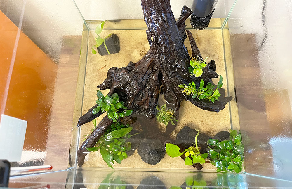 流木とアヌビアス類を配置した砂底の小型水槽俯瞰