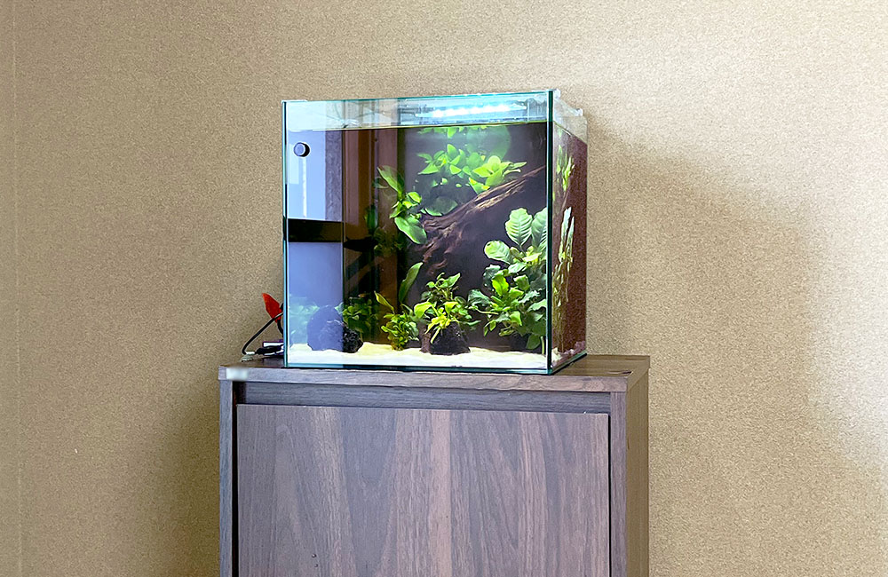 木目調の台に置かれた流木と水草のキューブ水槽