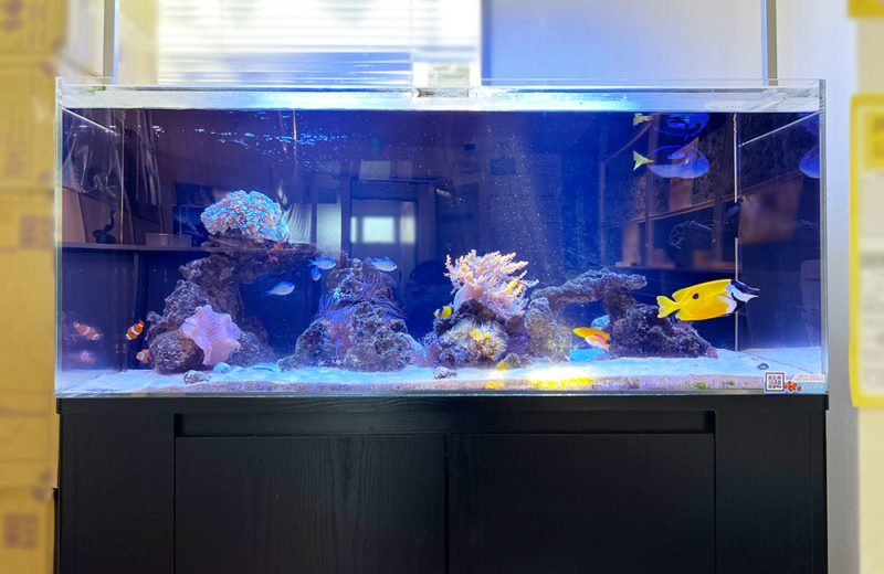 色鮮やかな海水魚とサンゴ!オフィスの120cm水槽! 水槽画像2