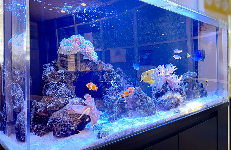 クマノミやサンゴが泳ぐ大型海水魚水槽のレイアウト