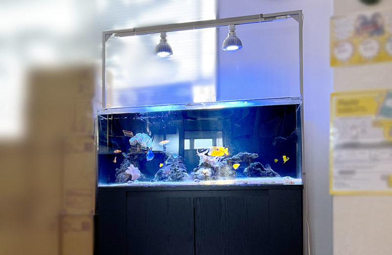 色鮮やかな海水魚とサンゴ!オフィスの120cm水槽! 水槽画像5