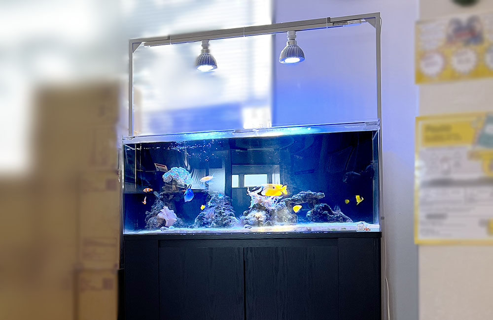 青い照明と海水魚が泳ぐ大型のオーバーフロー水槽