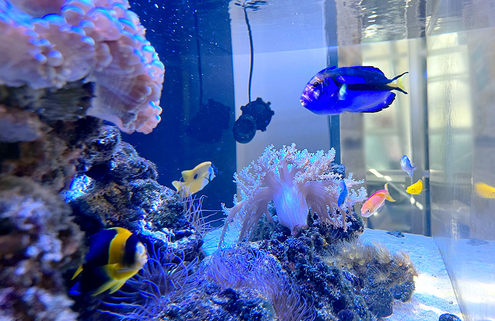 サンゴと青い海水魚が泳ぐ海水魚水槽のレイアウト