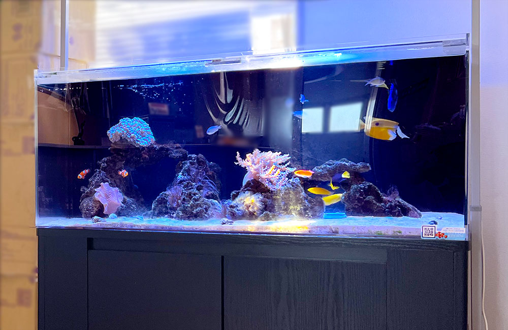 色鮮やかな海水魚とサンゴ！オフィスの120cm水槽！