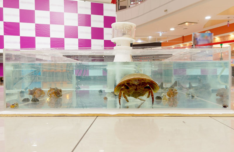 短期イベントのタッチプール!ショッピングモールで夏の移動水族館 水槽画像2