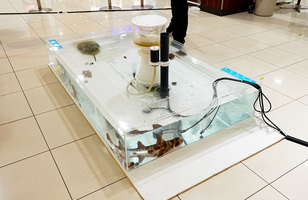 サメやカブトガニが泳ぐ床置きの平型タッチプール