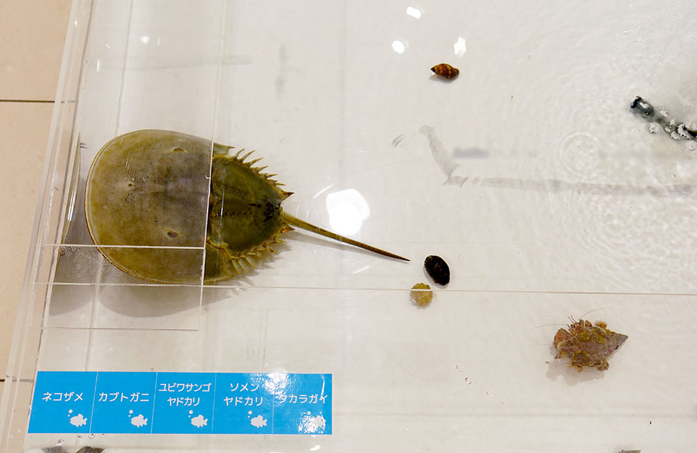 水槽内を泳ぐカブトガニとヤドカリや貝類などの生体群