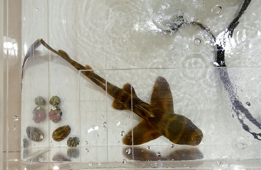 水槽内を泳ぐサメの仲間と底に沈む貝殻