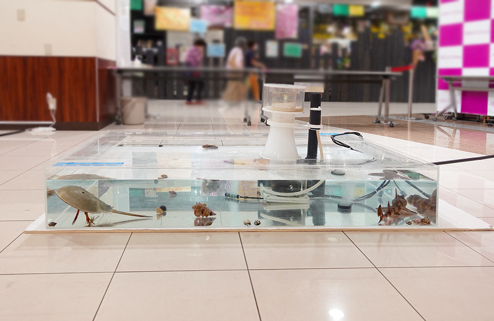 カブトガニや貝類が泳ぐ床置きのタッチプール水槽