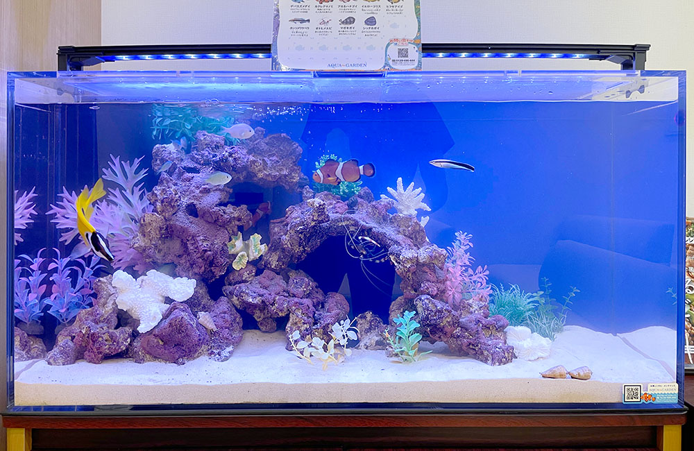 カクレクマノミや海水魚が泳ぐ岩組みの海水水槽