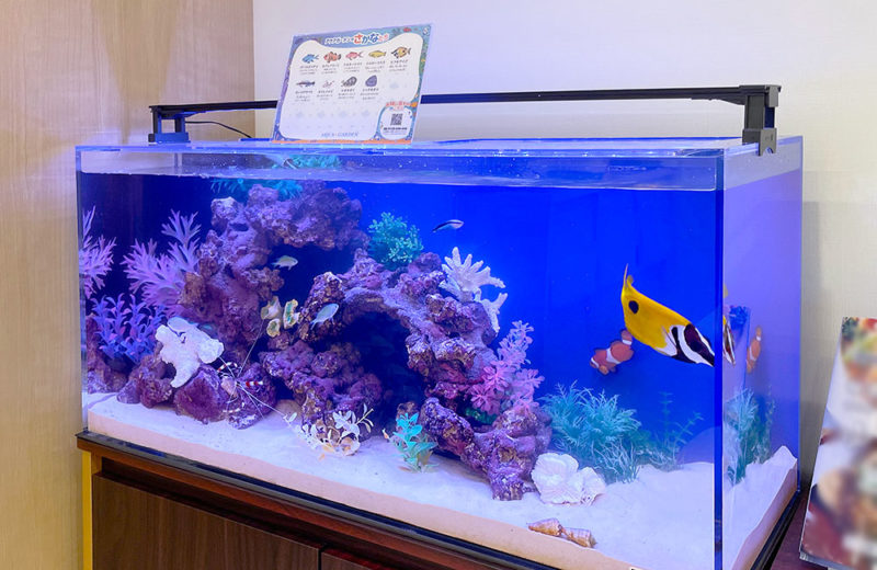 水槽を入れ替え!カクレクマノミが可愛いクリニックの90cm水槽 水槽画像4
