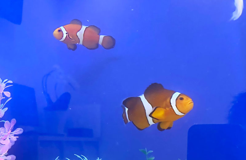 水槽を入れ替え!カクレクマノミが可愛いクリニックの90cm水槽 水槽画像3