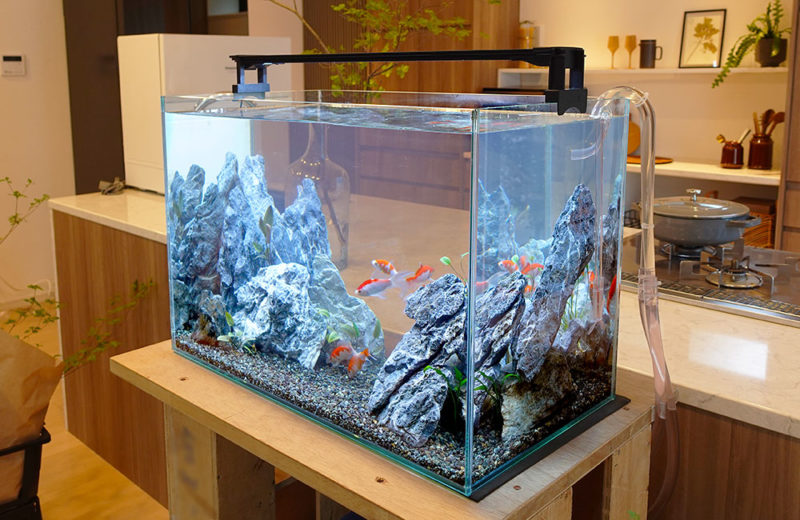 撮影用の金魚水槽を短期レンタル!アジアな雰囲気のアクアリウム 水槽画像5