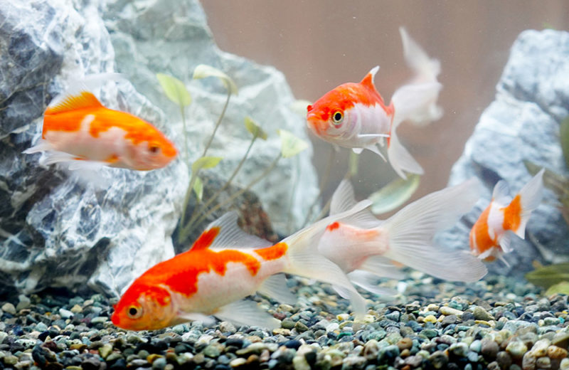 撮影用の金魚水槽を短期レンタル!アジアな雰囲気のアクアリウム 水槽画像2