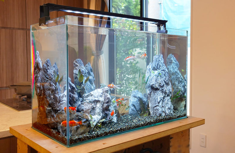 撮影用の金魚水槽を短期レンタル!アジアな雰囲気のアクアリウム 水槽画像4
