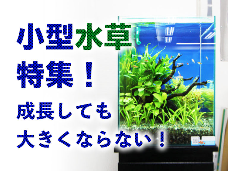 小型水草特集!成長しても大きくならない!の見出し画像