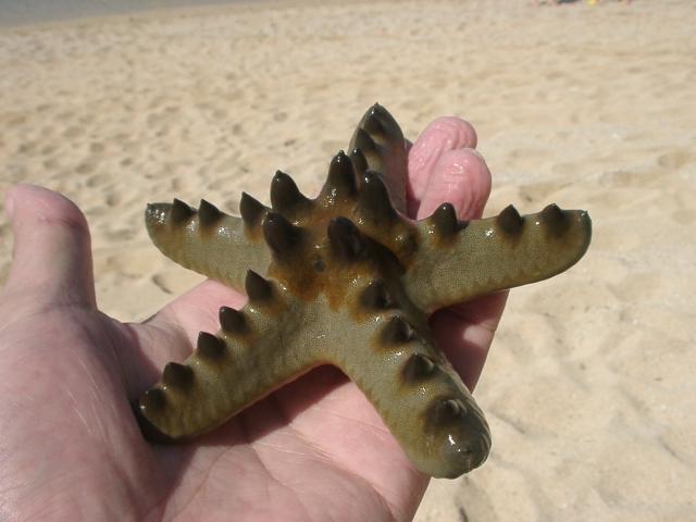 砂浜で手のひらに乗せられた突起のあるヒトデ