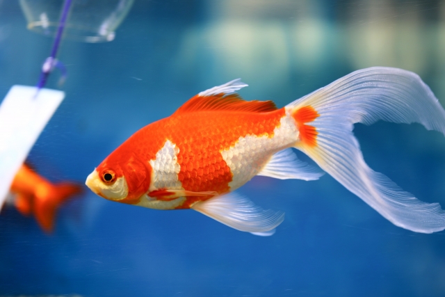 青い背景の水槽内を泳ぐ紅白模様の金魚と風鈴の飾り