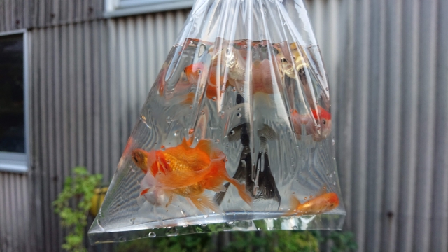 パッキング袋に入った金魚と出目金