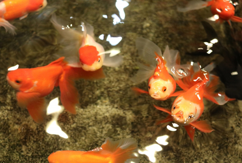 水槽内を泳ぐ赤と白の金魚と黒い出目金