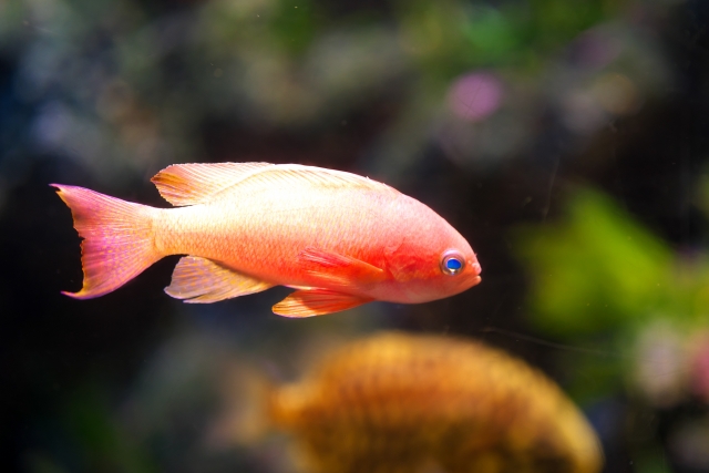水槽内を泳ぐピンク色の海水魚と背景のサンゴ礁