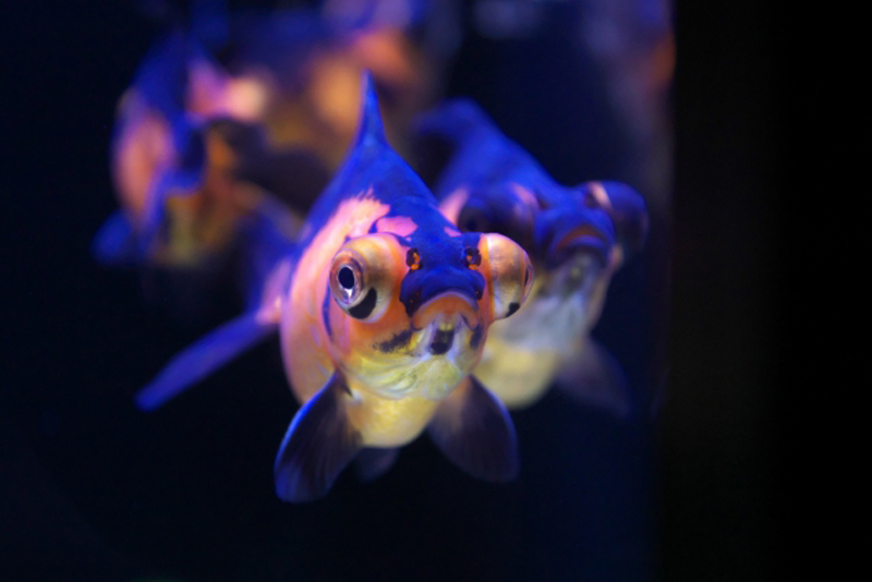 青い照明の下で泳ぐ出目金と金魚の群れ