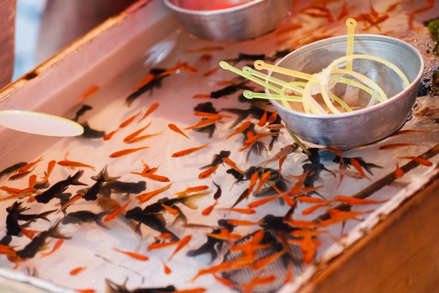金魚すくいの水槽を泳ぐ赤と黒の金魚とポイの入ったボウル