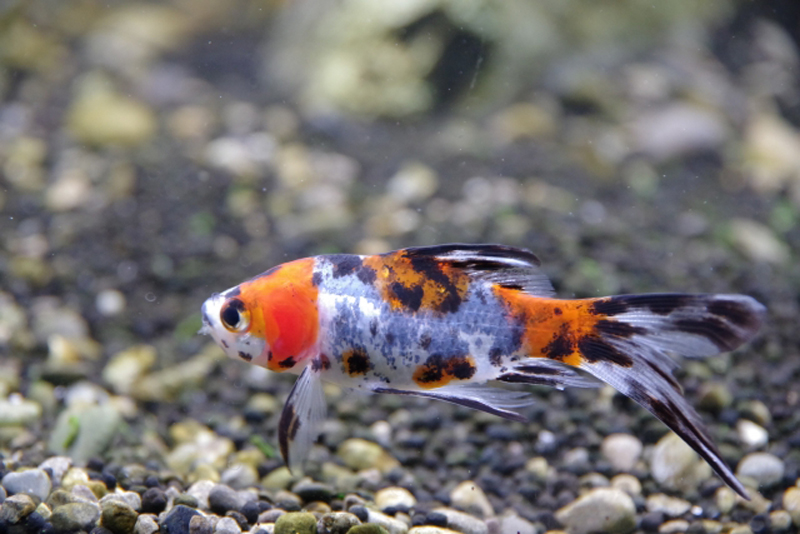 砂利の上を泳ぐ赤と黒の斑点模様がある金魚