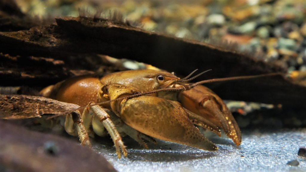 流木の下に隠れる茶褐色のザリガニと底砂の風景