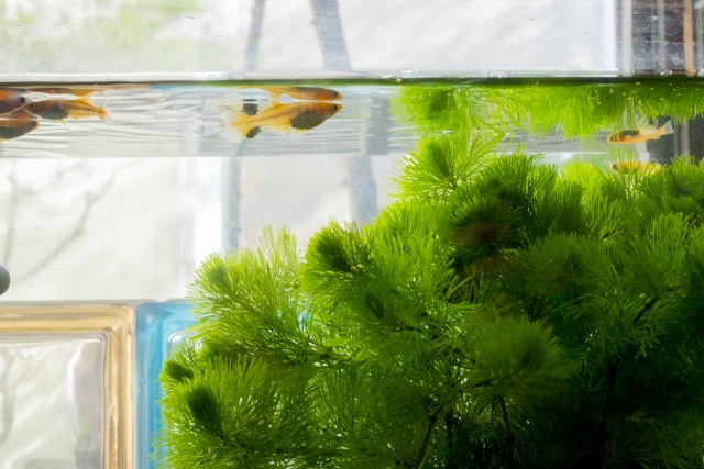 水槽内を泳ぐメダカと生い茂る緑色の水草