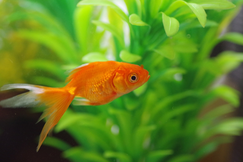 水草の前を泳ぐオレンジ色の金魚と緑色の人工水草