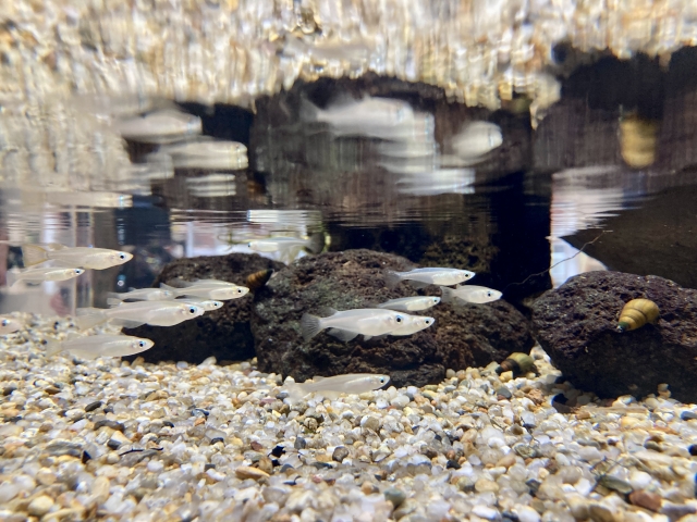溶岩石と砂利が敷かれた水槽内を泳ぐメダカの群れ