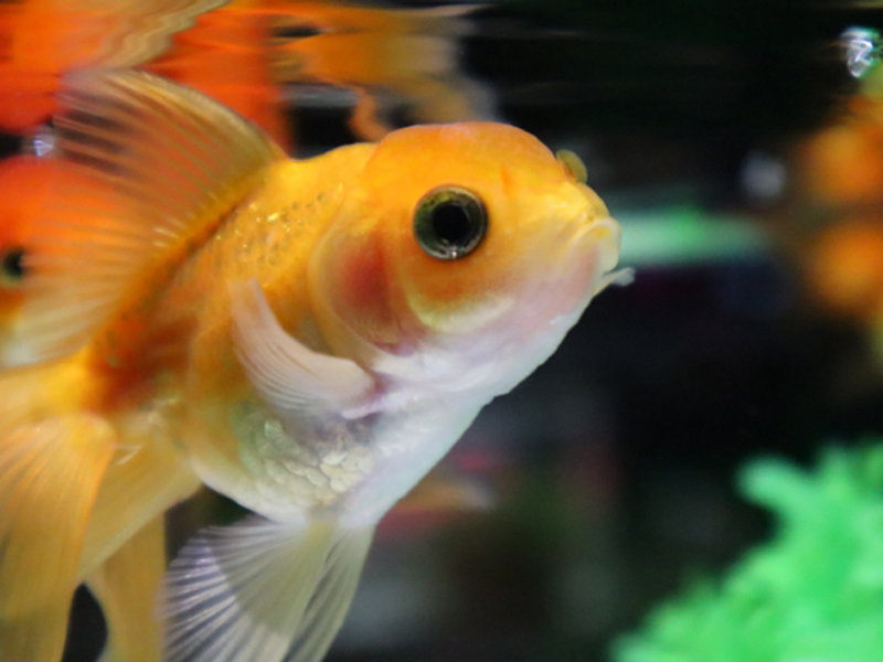 水面近くを泳ぐオレンジ色の金魚の顔のアップ
