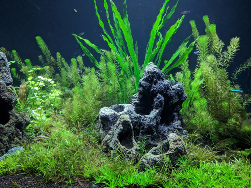 岩石と多種の水草を配置したネイチャーアクアリウム